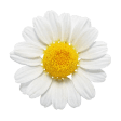 Chamomile