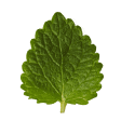 Lemon Balm